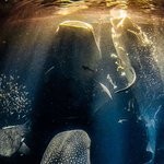 Underwater Photographer of the Year 2022 Results Announced