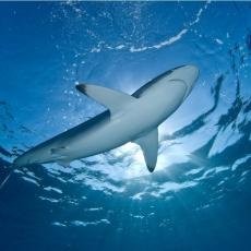 House Passes Legislation Banning the U.S. Shark Fin Trade