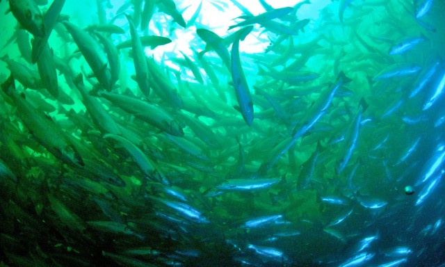 Farmed fish suffer pain and stress, says report that criticises welfare failings