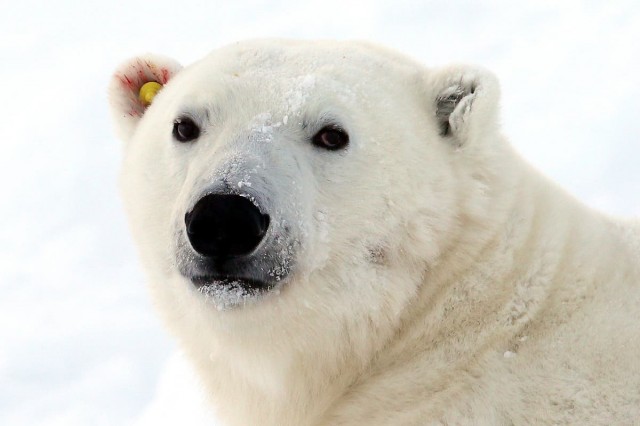 Polar bears forced to eat seabird eggs as Arctic hunting ground shrinks