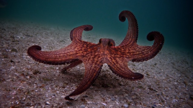 ‘My Octopus Teacher’ Will Win the Best Documentary Oscar — Here’s Why