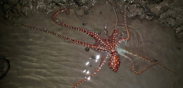 Found, Then Lost, Then Found Again: Scientists Have Rediscovered the Sand Octopus
