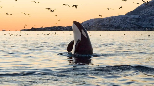 Killer whales attack fishing boat near Spain