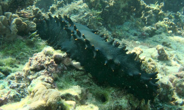 ‘Aphrodisiac’ of the ocean: how sea cucumbers became gold for organised crime