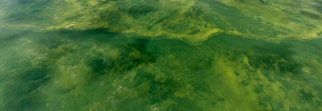 Harmful algal blooms release "Very Fast Death Factor" into air