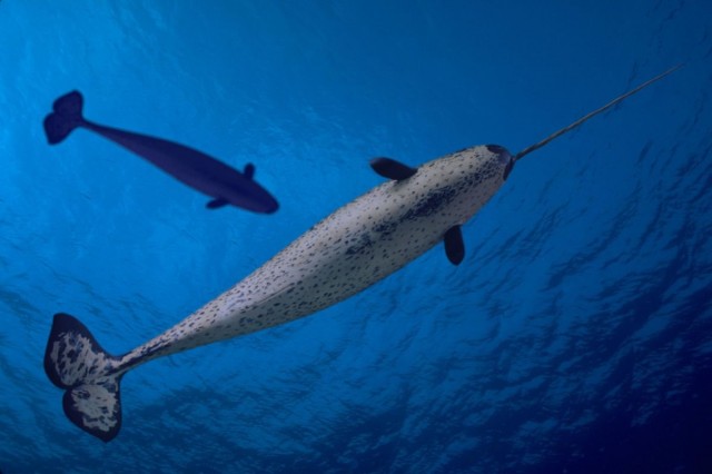 What Can Narwhal Tusks Tell Us About Climate Change? Quite A Lot, Scientists Say