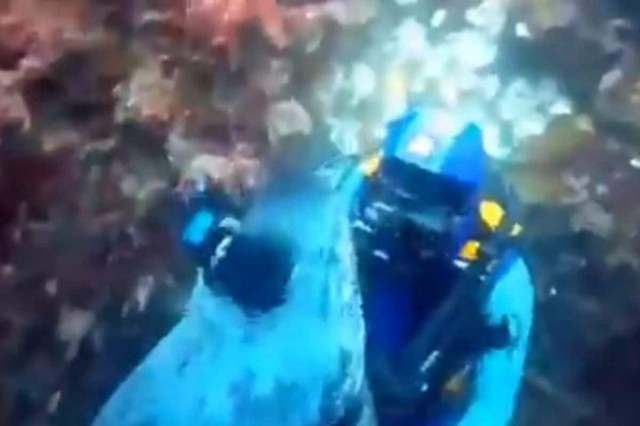 Watch: This Seal Hugging a Scuba Diver in Viral Video Will Melt Your Heart