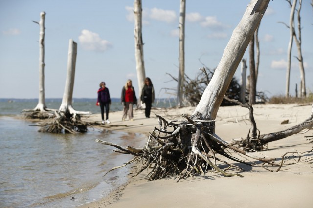 ‘Ghost forests’ are appearing along the US Atlantic coast – this is why it matters