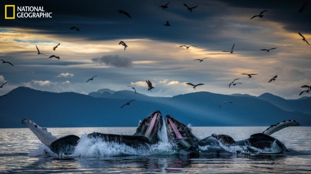 Photos: The Culture Of Whales