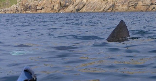 British beaches 'face huge invasion of sharks' due to quieter waters in lockdown