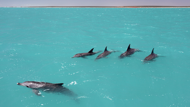 Dolphins learn the ‘names’ of their friends to form teams—a first in animal kingdom