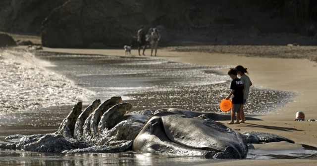 Three more whales wash up dead near San Francisco — eight total in five weeks