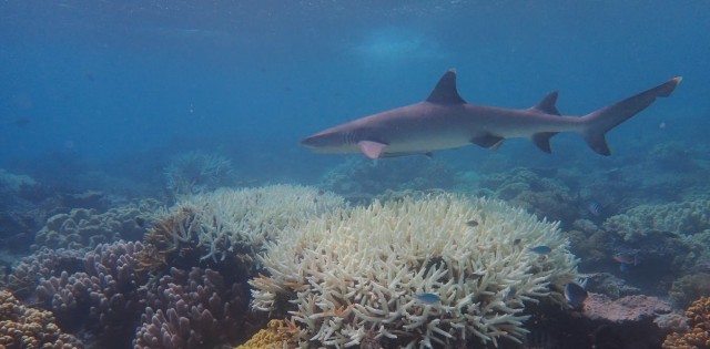 The outlook for coral reefs remains grim unless we cut emissions fast — new research