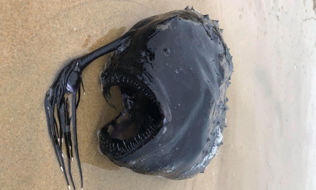 Fangs and tentacles: rarely seen deep sea fish washes up on California beach