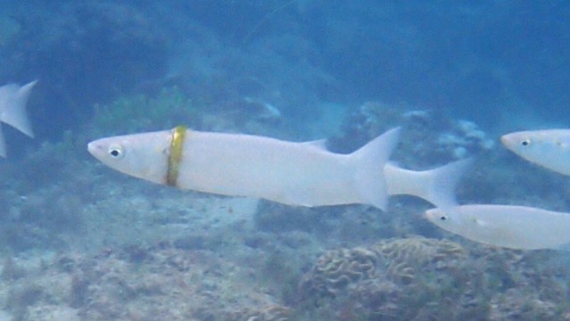 Snorkeler Finds Fish Wearing Man's Lost Wedding Ring