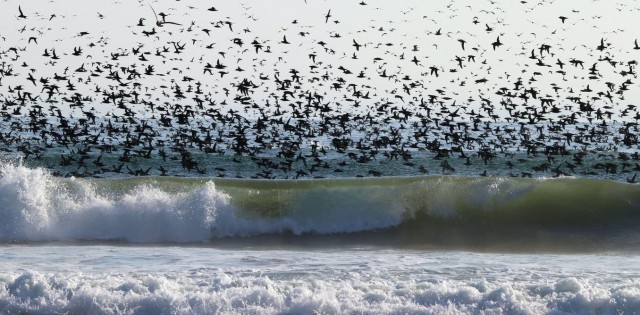 Seabirds are today's canaries in the coal mine – and they're sending us an urgent message