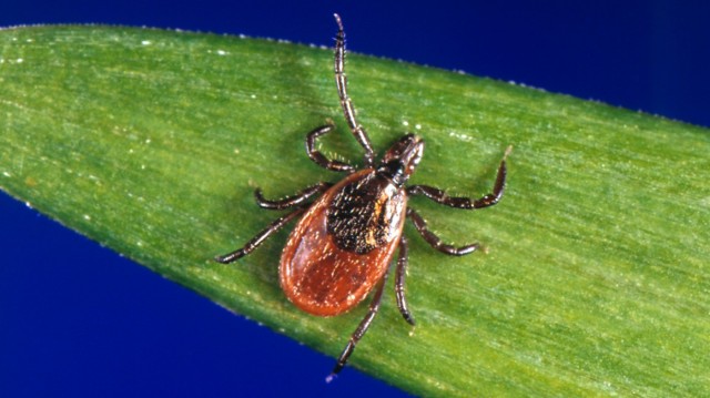 Lyme Disease-Carrying Ticks Are Turning Up On California's Beaches
