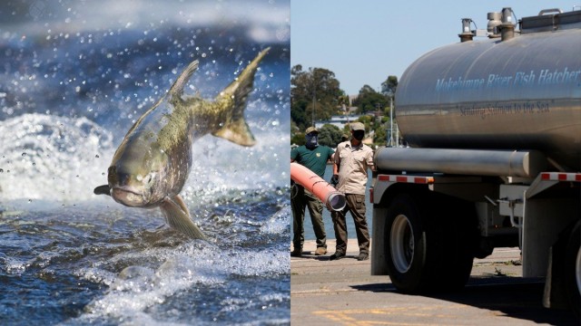 California’s Drought Is So Bad They’re Driving Salmon to the Ocean in Trucks