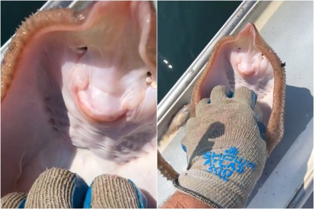 Viral video of man "tickling" stingray stirs controversy among animal lovers online