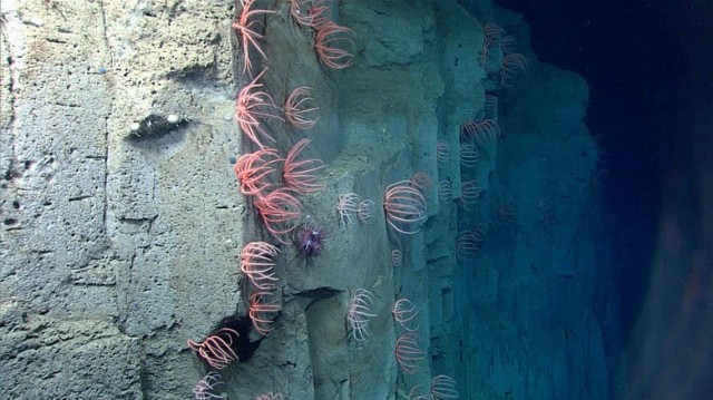 Mysterious seafloor plateau off East Coast being explored for first time by NOAA team