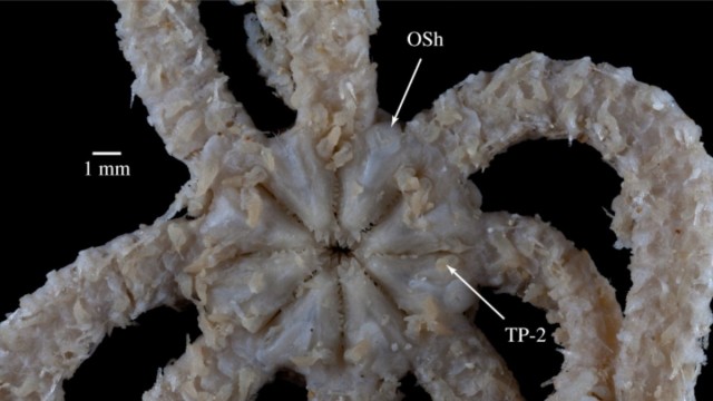 Deep-Sea Creature with Eight Jaws Is an Evolutionary Wonder - Nerdist