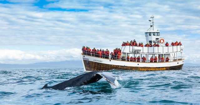 Get Close to Whales With Iceland's First Quiet Electric Boat Tours