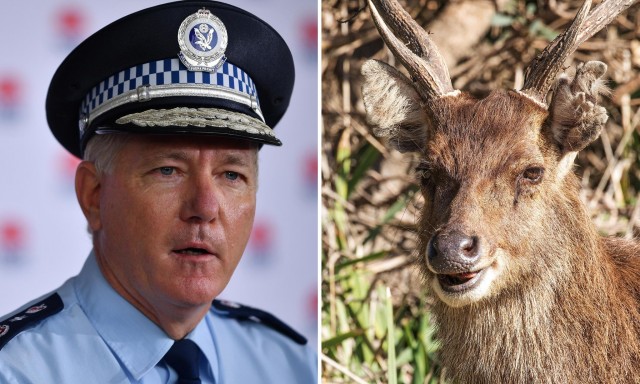 Buck naked: nude sunbathers fleeing deer fined for breaking Sydney lockdown