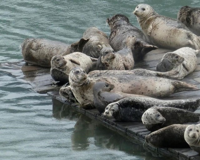 Blame ocean’s changing ecosystem — not seals — for struggling N.L. cod stocks: DFO