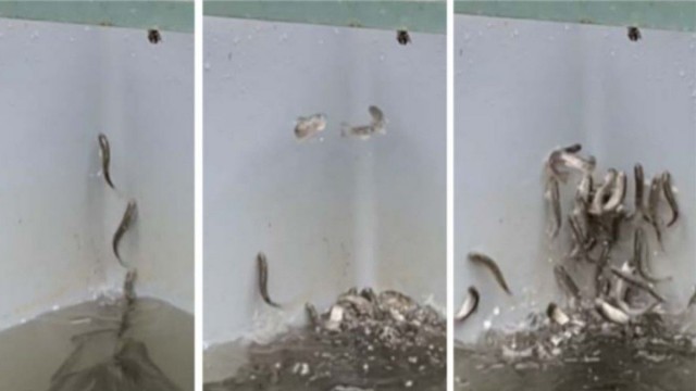 Salmon Going Nuts at a Fish Farm Possibly High on Cocaine, Officials Say