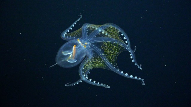See Stunning Creatures Just Found in the Unexplored Deep Ocean
