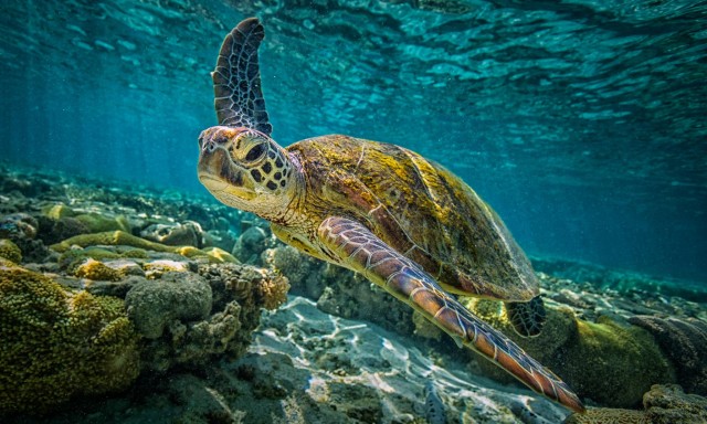 Whether or not the Great Barrier Reef is listed as ‘in danger’ won’t alter the fact it is at risk from climate change