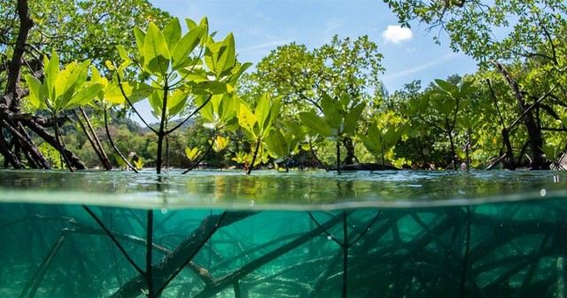 Many mangrove restorations fail. Is there a better way?