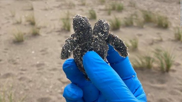 A two-headed sea turtle hatchling was found on a South Carolina beach