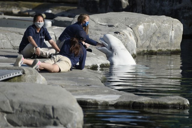 Beluga whale dies three months after move from Marineland to Connecticut