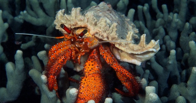 Hermit crabs attracted to substance in plastic that makes them hyper