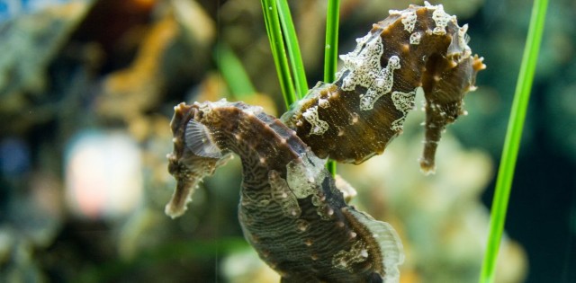 Nine things you don't know about seahorses