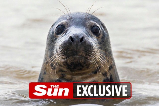 Brits should be banned from taking selfies with seals, say campaign groups