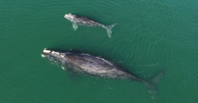 New Research Helps Explain a Sudden Population Crash for Rare Whales