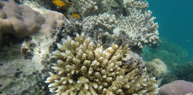 Photos from the field: why losing these tiny, loyal fish to climate change spells disaster for coral