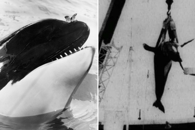 Killer whale named Hugo ‘committed SUICIDE’ by ramming head against tank