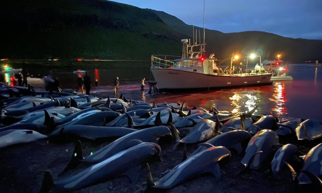 Faroes PM pledges dolphin hunt review amid outcry at carnage