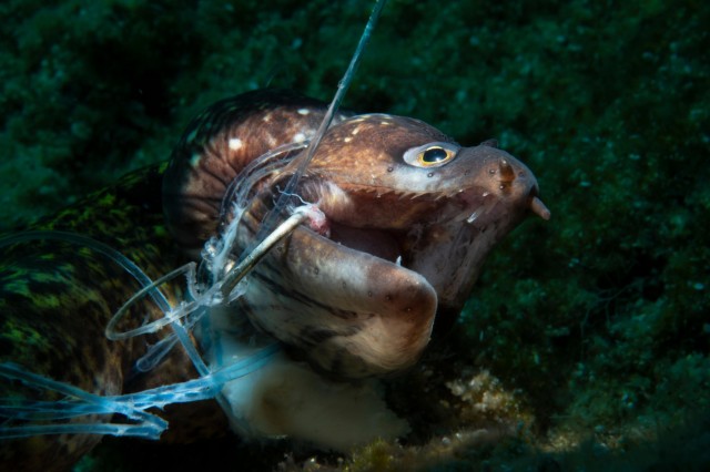 Deep impact: the underwater photographers bringing the ocean’s silent struggle to life