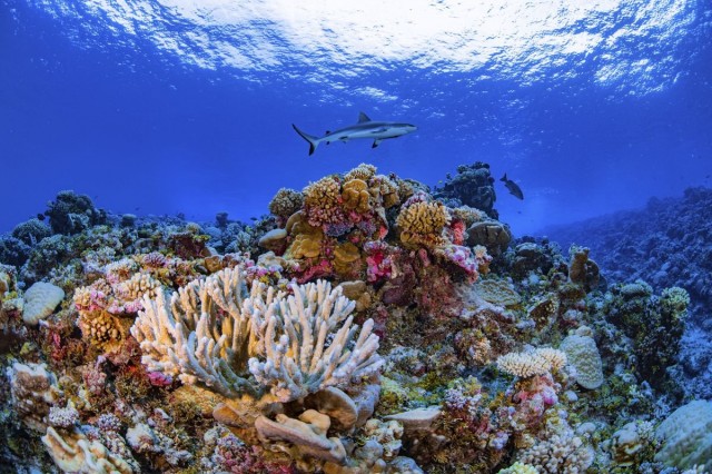 Coral reefs have lost half their ability to support human communities, Canadian researchers say