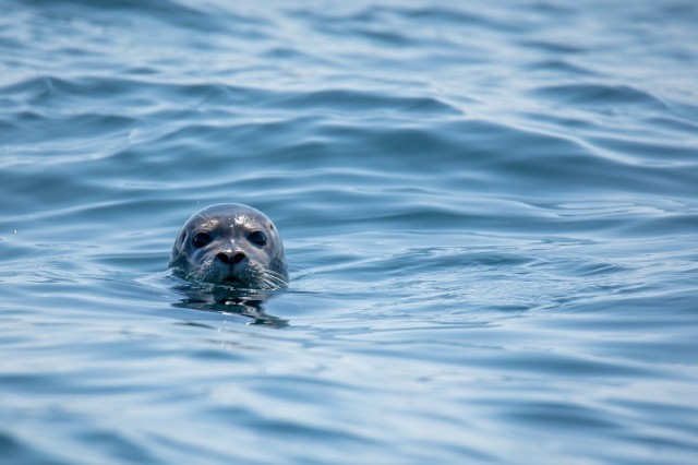 The Terrifying Humiliation of a Sea Lion “Attack” While Surfing