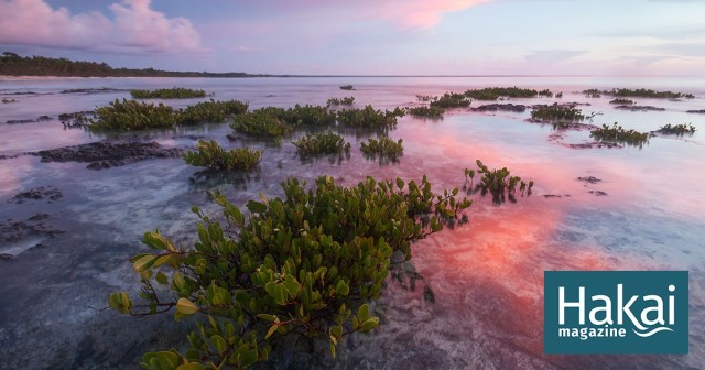 Mangrove Restoration Frustration | Hakai Magazine