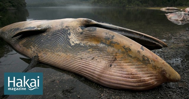 Death by Killer Algae | Hakai Magazine