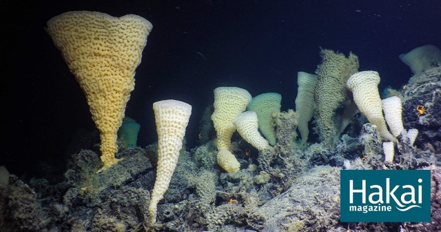 British Columbia’s Seamounts Are Becoming Uninhabitable | Hakai Magazine