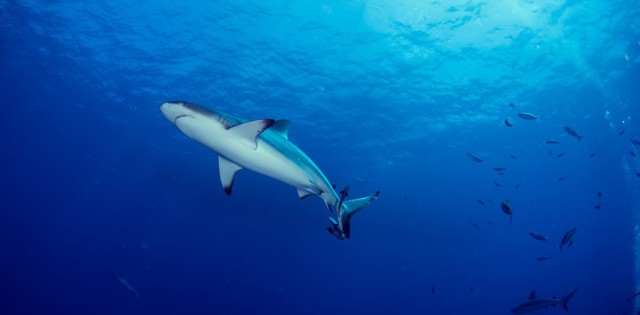 Shark bites are rare. Here are 8 things to avoid to make them even rarer.