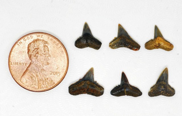 Alabama paleontologist helps discover new 40 million-year-old shark species