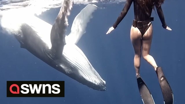 Tense moment a free diver had a close encounter with a baby whale and they nearly collided.
